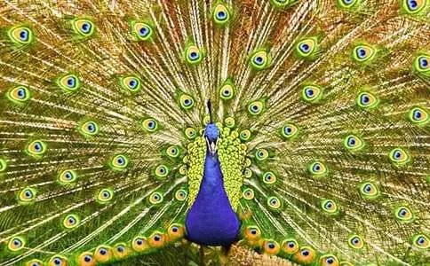 梦见孔雀开屏是什么意思