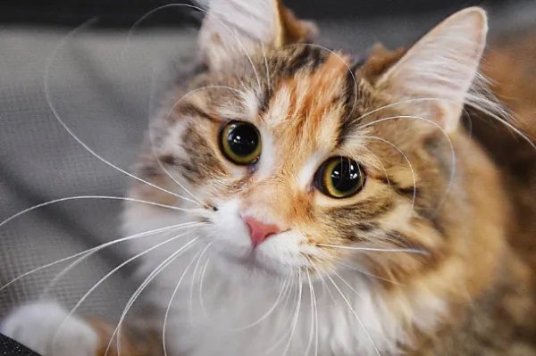 河南南阳男子走夜路遇蛇被猫拦下，为什么猫不怕蛇?