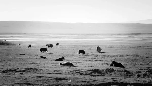 在可可西里失联小伙已离世，他死亡的原因是什么？