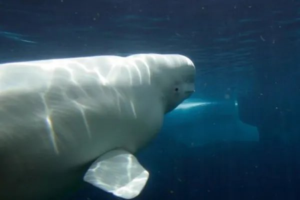 武汉海洋馆和海洋公园哪个好玩