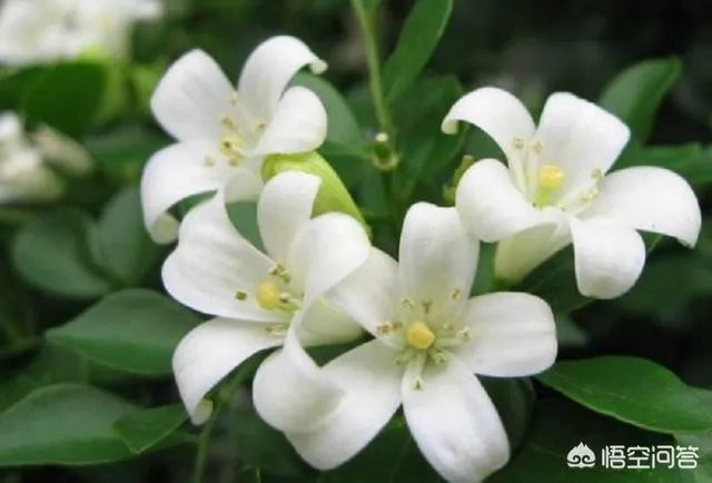 九里香怎么养？