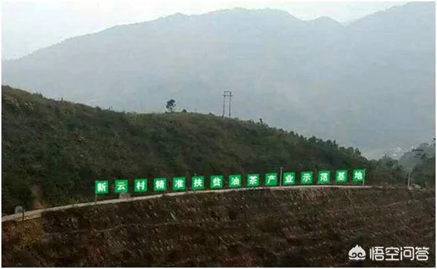 有人清楚油茶树苗多少钱一棵吗？值不值得买？