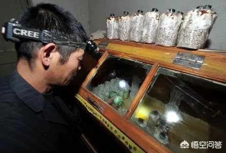 食用菌从种植到加工需要用到什么设备?