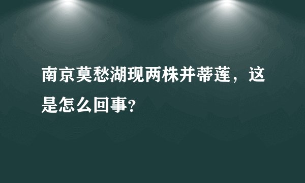 南京莫愁湖现两株并蒂莲，这是怎么回事？