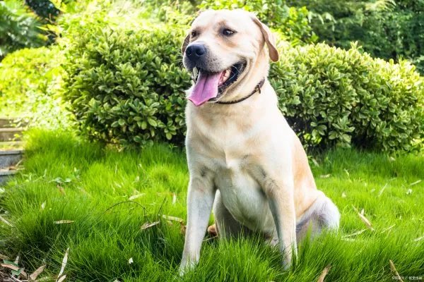 拉布拉多猎犬大家应该很熟悉这个犬种，拉布拉多怎么看纯不纯？