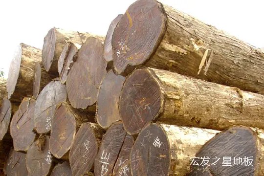 终于知道柚木地板为什么这么贵？