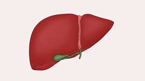 肝不好的症状有哪些