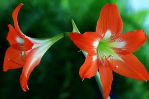 男朋友送百合花代表什么意思 送百合花送几朵好