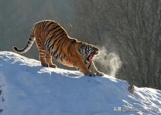 吉林男子偶遇300斤大老虎,老虎频繁现身,是生态变好还是变差?