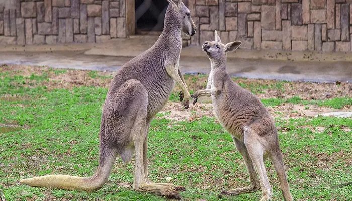 袋鼠中大多是左撇子还是右撇子 袋鼠是左撇子还是右撇子