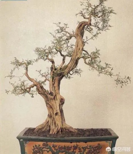 九里香怎么养？