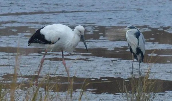 国家一级保护动物东方白鹳现身青岛是真的吗?