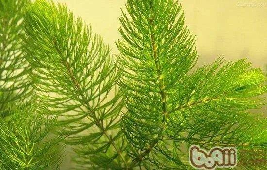 该如何种植金鱼藻？