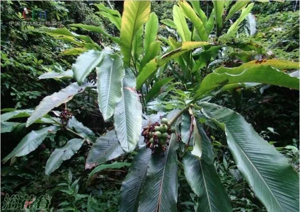 我们叫山姜,不知道它的真正学名叫什么?