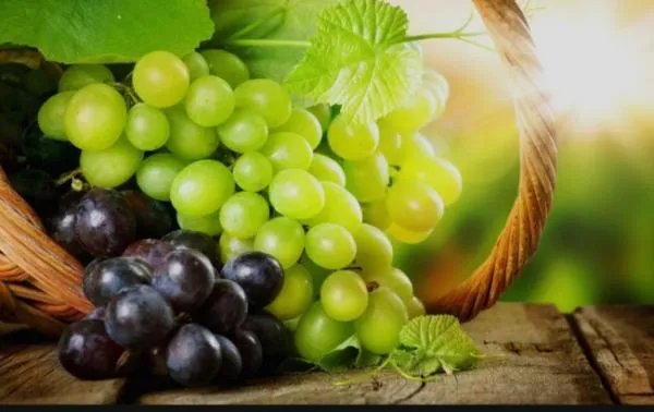葡萄的作用