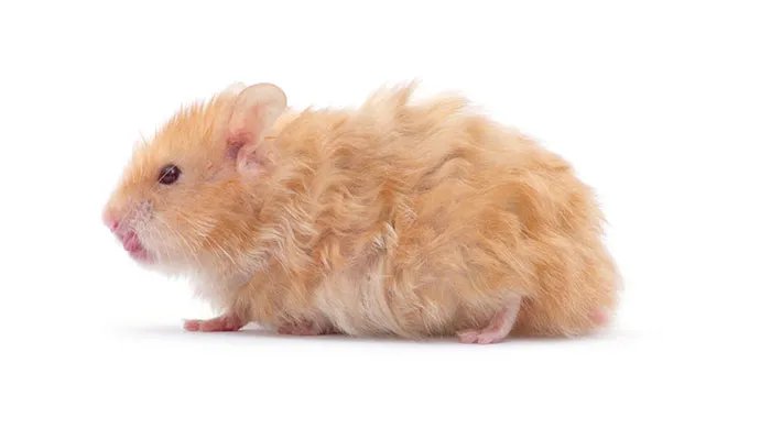 鼠年是哪年 鼠年是哪一年