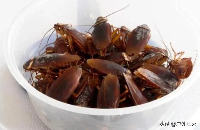 大家觉得蟑螂养殖这个项目怎样？