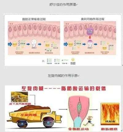 舒尔佳VS左旋肉碱，谁的减肥效果好