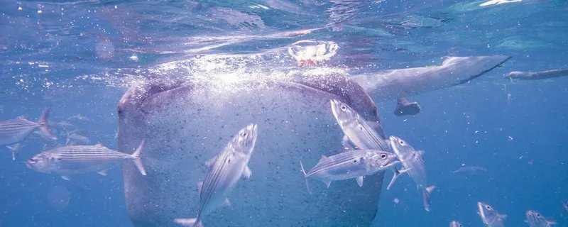 最大的鱼 最大的鱼叫什么名字