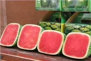 这种方形西瓜是怎么种出来的,好不好吃?