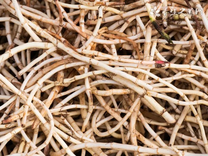 金樱子根的功效与作用及禁忌 金樱子根的药用价值