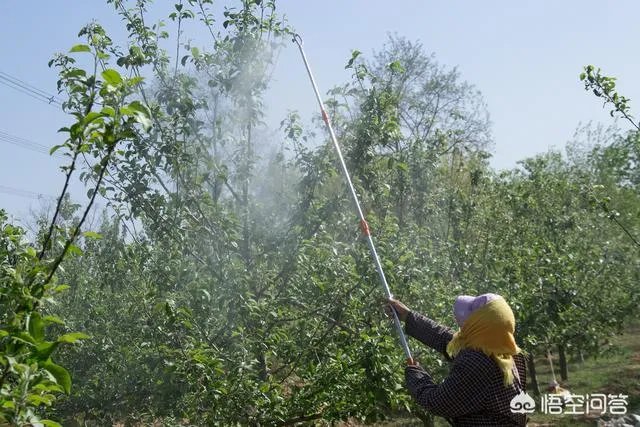 尿素做叶面肥，浓度多少合适？