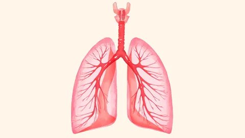 肺通气量怎么计算的