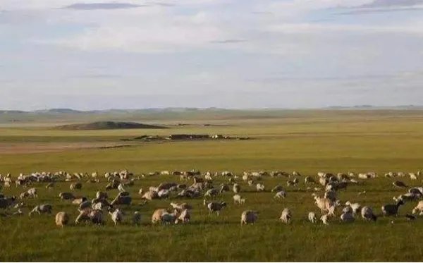 蒙古捐赠的3万只羊为何全将由湖北安排呢？