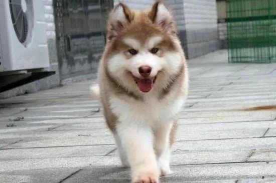 阿拉斯加犬好养吗