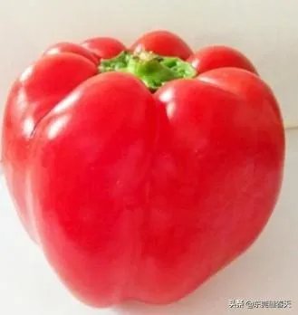 萨菲罗彩椒有什么特点？它的栽培技术要点有哪些？