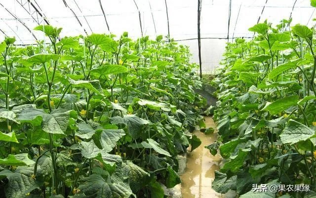 尿素做叶面肥，浓度多少合适？