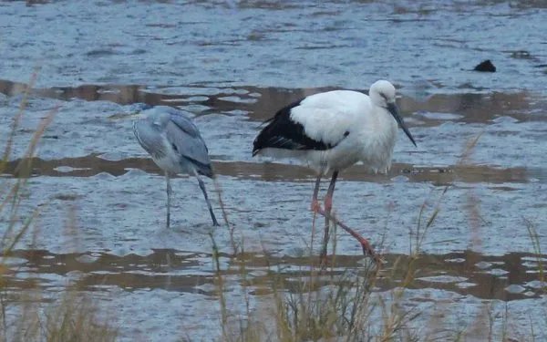 国家一级保护动物东方白鹳现身青岛是真的吗？