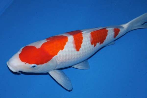 锦鲤鱼怎么养？