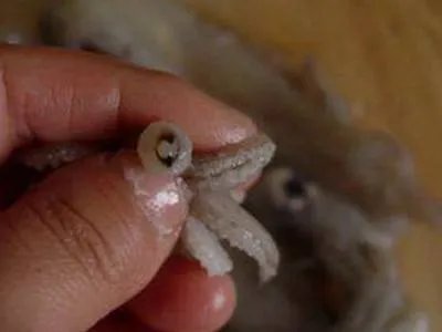 小鱿鱼怎么处理