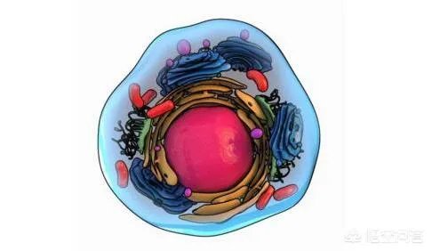 面部提升埋线是怎么回事？