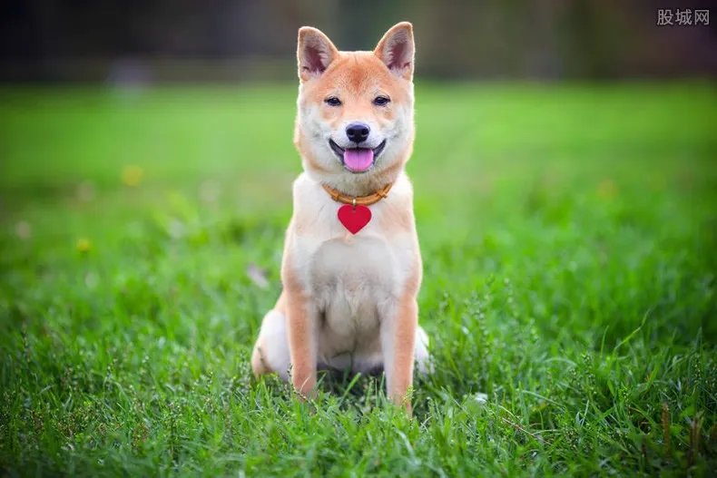 首尔全面禁止屠狗 屠狗行业将彻底在首尔消失