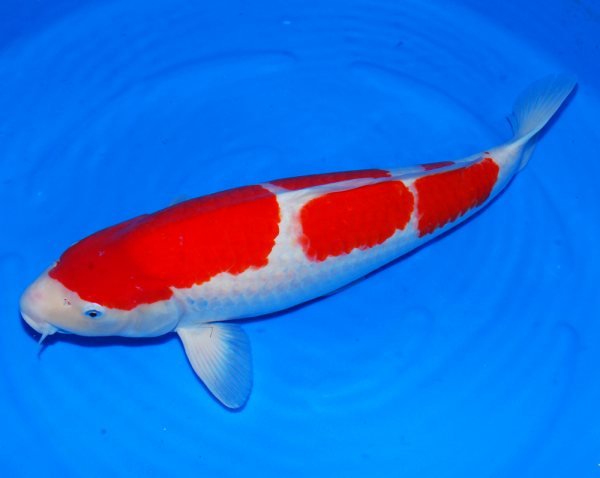 锦鲤鱼怎么养？