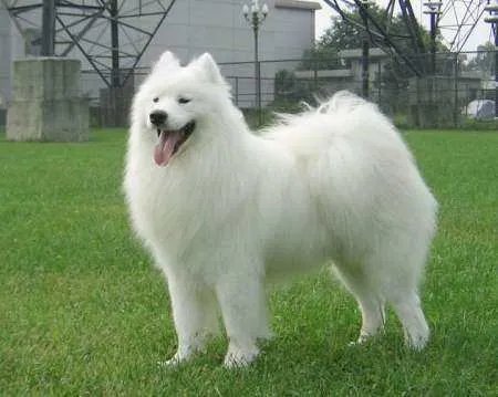 老人被狗绳绊倒死亡，狗主人或无责，剧情为何会出现反转？