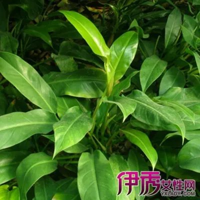 中华万年青图片大全