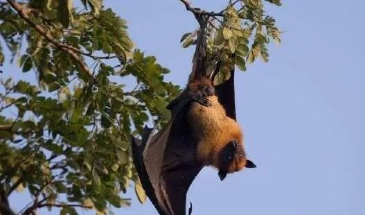 世界上最凶残的蝙蝠——猪脸大蝙蝠