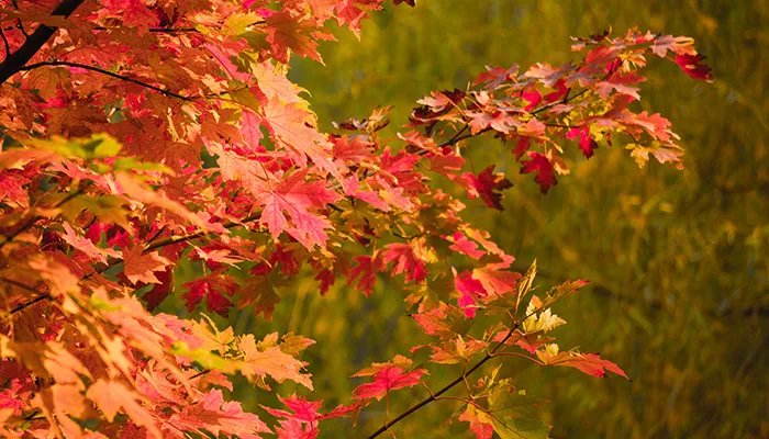 香山红叶几月份好看 香山红叶什么时候好看