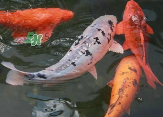 锦鲤有什么寓意？锦鲤代表什么意思