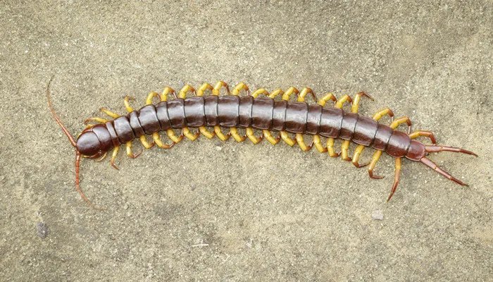 蜈蚣吃什么东西 蜈蚣一般吃什么东西