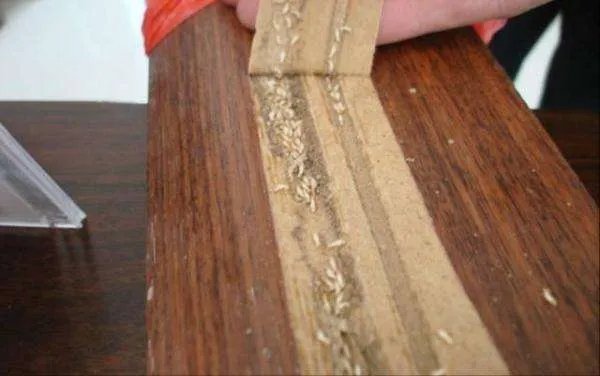 家里有蚂蚁怎么办