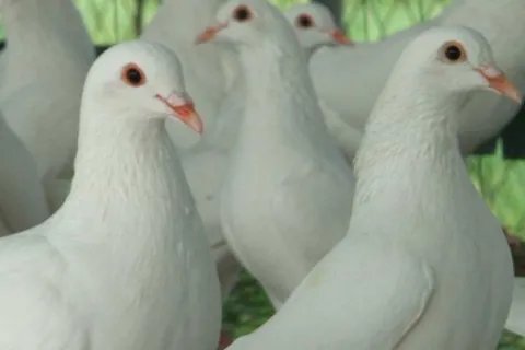 养殖什么赚钱？