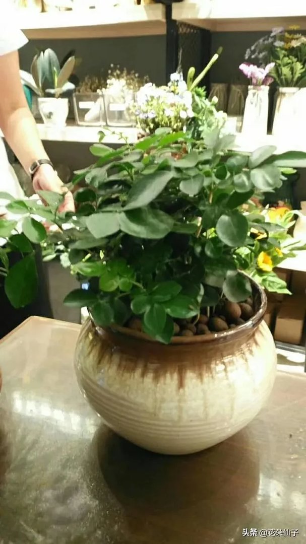 九里香怎么养？