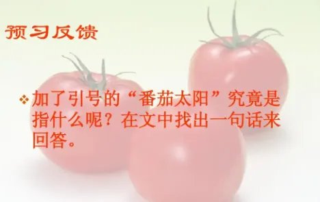 番茄的马甲的小说集