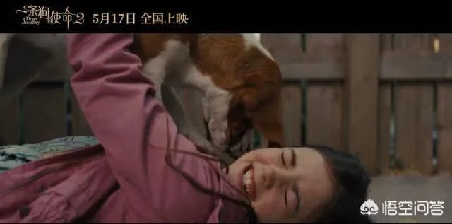 如何评价电影《一条狗的使命2》？
