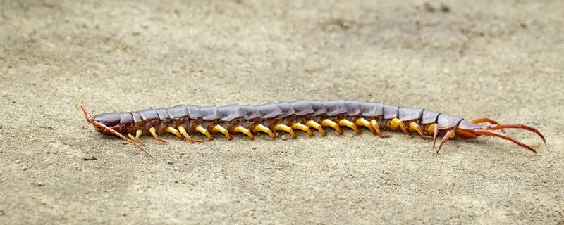 蜈蚣吃什么东西 蜈蚣一般吃什么东西