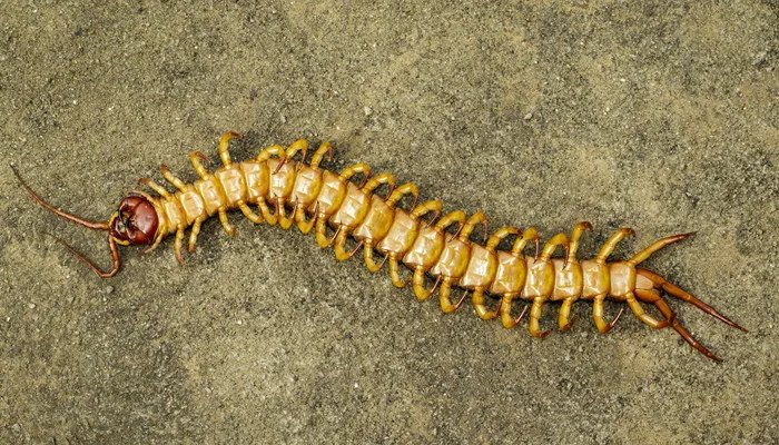 蜈蚣吃什么东西 蜈蚣一般吃什么东西